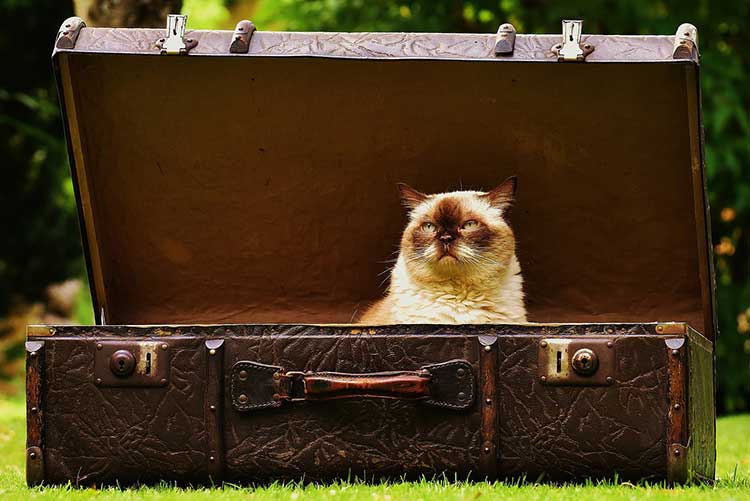 Cat in a suitcase